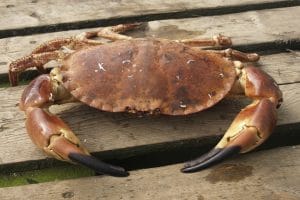 Local Brown Crab (650+g)