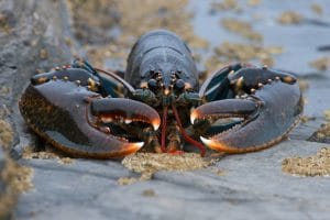 Live Lobster (450–550g each)