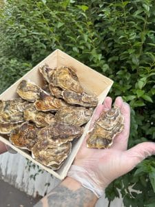 Maldon Oysters (25 Pieces per Box)