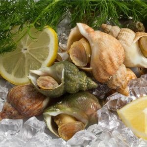 Fresh Sea Snails (1kg) "Whelks"