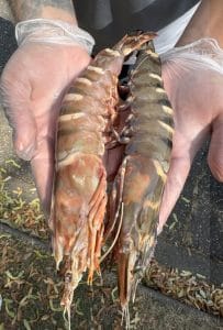 Wild Giant Tiger Shrimp