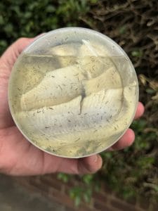 Marinated herring with dill and onion (500g)