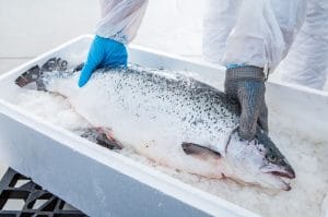 Fresh Whole Scottish/Norway Salmon (5–9kg, by weight)