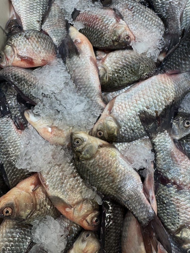 Farmed Sweet Crucian Carp